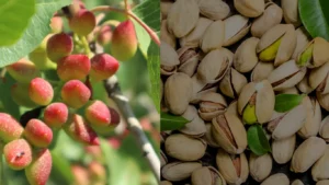Pistachos en fruto y una vez secados