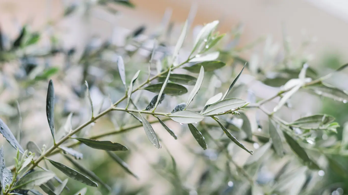 lluvia-en-el-cultivo Blog