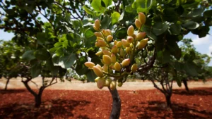 Campos de pistachos justo antes de la recolección
