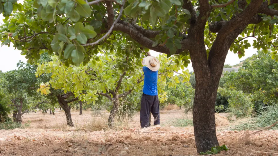 recoleccion-del-pistacho La Recolección del Pistacho: Todo lo Que Necesitas Saber recoleccion-del-pistacho La Recolección del Pistacho: Todo lo Que Necesitas Saber