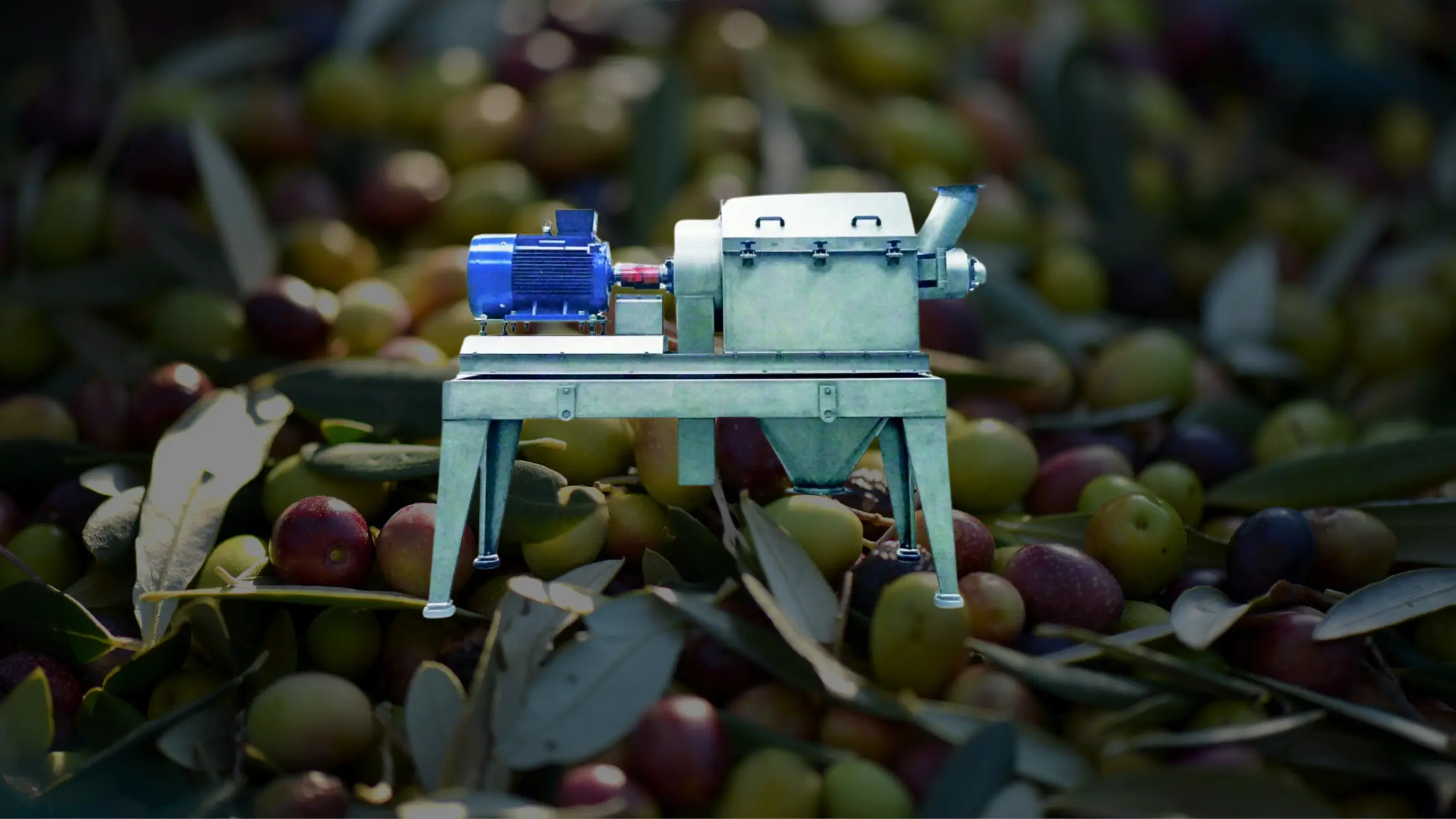 separador-pupa-hueso-aceituna Blog