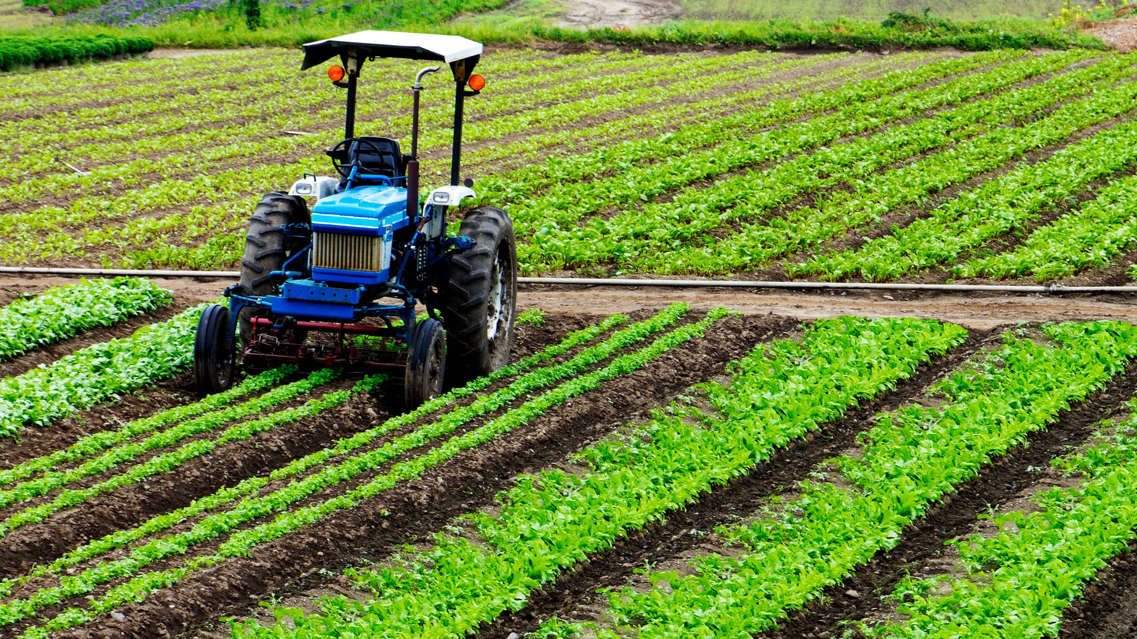 innovacion-agricola Blog